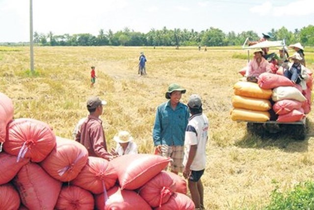 Nông dân Thái Lan đề nghị chính phủ ổn định giá gạo
