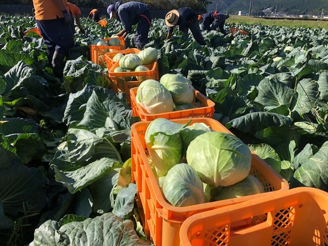 Người tiêu dùng ưa chuộng, xuất khẩu rau củ vào Đài Loan tăng gần 70%