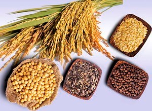 Thị trường NL TĂCN thế giới ngày 30/11: Giá lúa mì, đậu tương và ngô giảm 