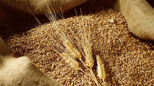Thị trường NL TĂCN thế giới ngày 9/12: Giá lúa mì giảm