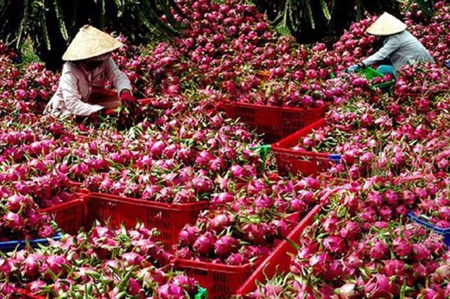 Thanh long Việt "rộng cửa" vào thị trường gần 1,4 tỷ dân
