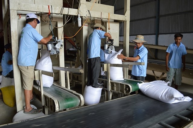 Chuỗi sản xuất dần hoàn thiện, xuất khẩu lúa gạo giữ vững vị thế