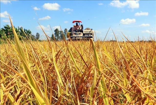 Khuyến khích nông dân sử dụng giống lúa chất lượng cao, đáp ứng xuất khẩu
