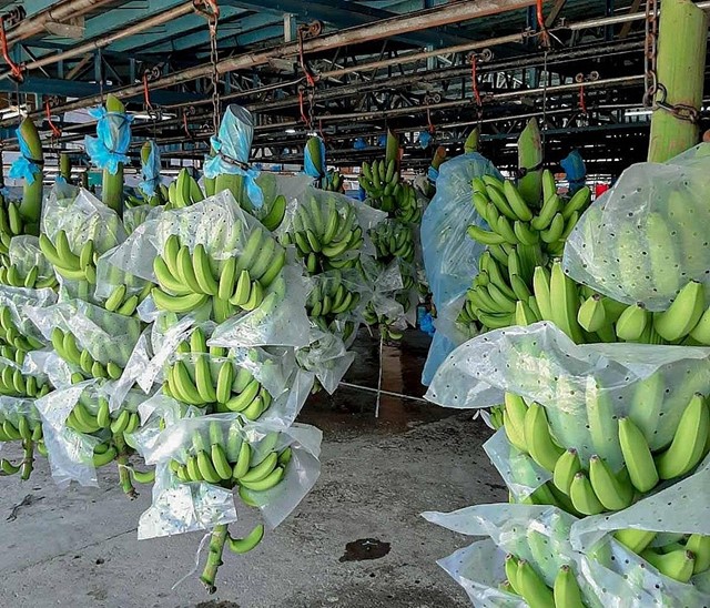 Thị trường Trung Quốc tăng nhập khẩu trái chuối từ Việt Nam