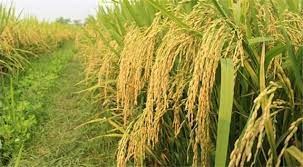 Thị trường nông sản tuần qua: Giá lúa giảm ở một số địa phương