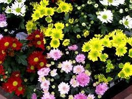 Doanh nghiệp Hàn Quốc cần tìm nhà cung cấp hoa cúc (Natural Chrysanthemum Flower)