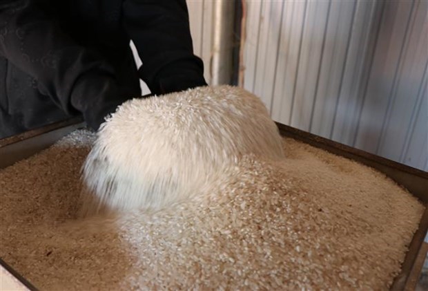 EU công bố thuế nhập khẩu gạo xát là 65 EUR/tấn