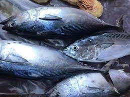 Xuất khẩu cá ngừ sang Ai Cập nhiều biến động trong quý cuối năm