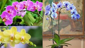 Công ty Nhật Bản cần nhập khẩu hoa phong lan của Việt Nam