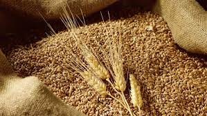 Lo ngại nguồn cung Biển Đen hỗ trợ giá ngô và lúa mì
