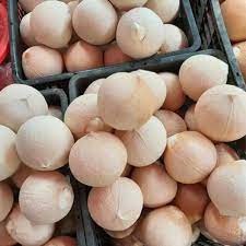 Dừa sọ Việt Nam được thị trường Hoa Kỳ mở cửa - tiềm năng xuất khẩu "tỷ đô"