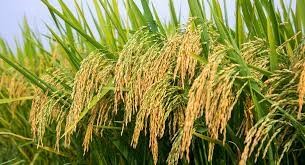 Năm sản xuất lúa gạo thắng lợi của vùng Đồng bằng sông Cửu Long