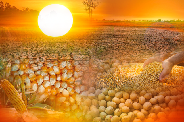 El Nino liệu có khiến giá nguyên liệu chăn nuôi tăng mạnh?