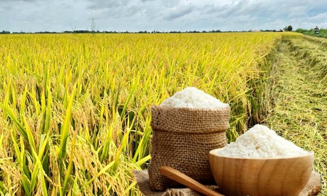 Thị trường hàng hóa trong nước ngày 7/10: Giá lúa gạo ổn định