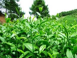 Giá chè trong nước ngày 13/5/2016