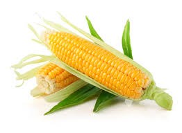 Lượng nhập khẩu ngô tăng nhẹ