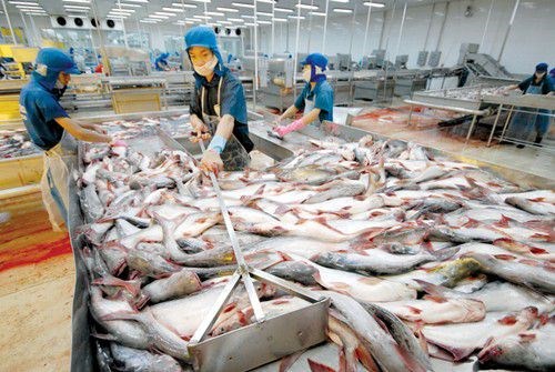 Trung Quốc là thị trường XK cá tra lớn thứ 3 của Việt Nam