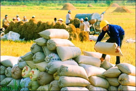 Xuất khẩu gạo tăng giá 