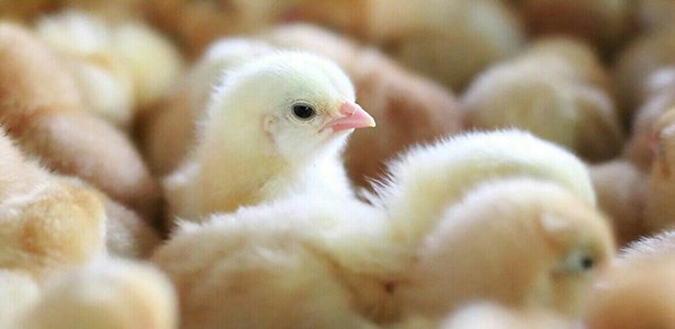 Đề xuất quy định xuất, nhập khẩu giống vật nuôi