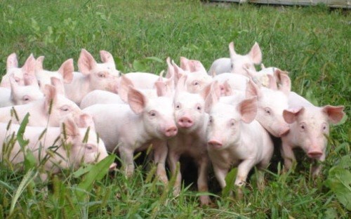 Trung Quốc nhập khẩu thịt lợn đạt mức kỷ lục