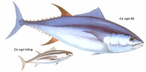 ASEAN – thị trường cá ngừ nhiều hứa hẹn