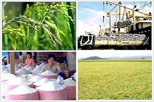 Dự báo xuất khẩu gạo của Việt Nam trong quý 2 chỉ đạt 1,5 triệu tấn