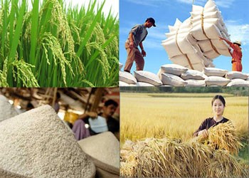 Dự kiến xuất khẩu khoảng 5,7 triệu tấn gạo trong năm 2016