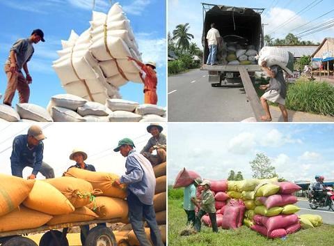 Xuất khẩu gạo 5 tháng đầu năm sụt giảm