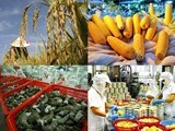 Xuất khẩu nông, lâm và thủy sản đạt 17,8 tỷ USD