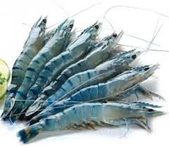 Xuất khẩu tôm những tháng cuối năm dự kiến tăng nhẹ