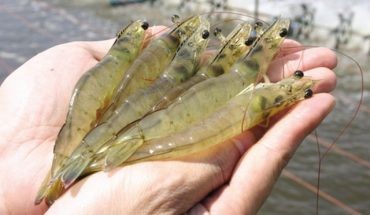 Giám sát chuỗi tôm đảm bảo an toàn dịch bệnh
