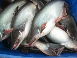 Giá cá tra bắt đầu tăng