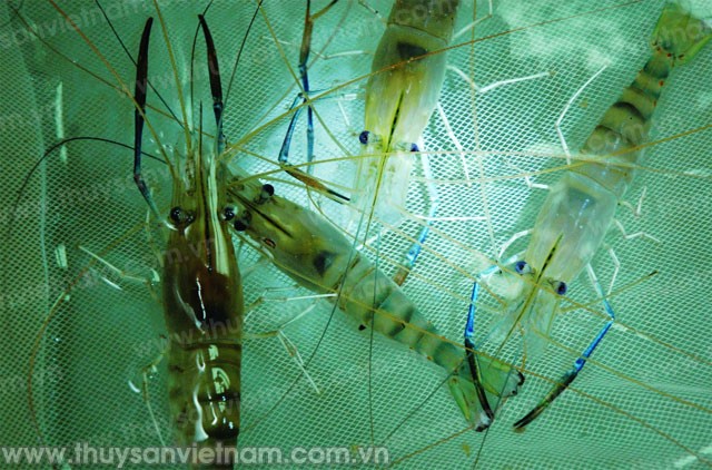 Xây dựng Bạc Liêu thành trung tâm ngành công nghiệp tôm cả nước