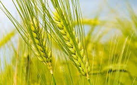 Nhập khẩu lúa mì 10 tháng đầu năm tăng gấp đôi cùng kỳ 