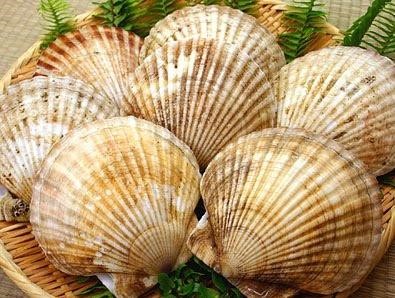 Giá xuất khẩu sò điệp sang Mỹ giảm