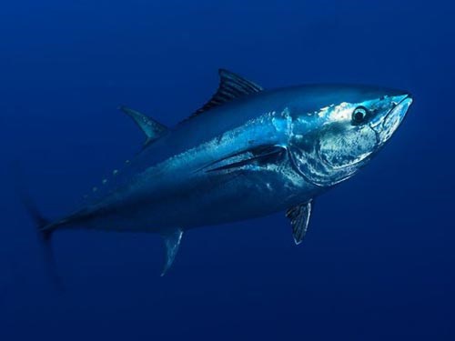 Xuất khẩu cá ngừ sang Mỹ có thể tăng vào cuối năm