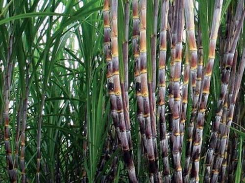 Các nhà máy đường trước nguy cơ thiếu nguyên liệu