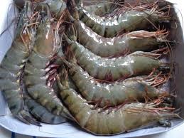 Mỹ - Thị trường nhập khẩu tôm chân trắng lớn nhất của Việt Nam