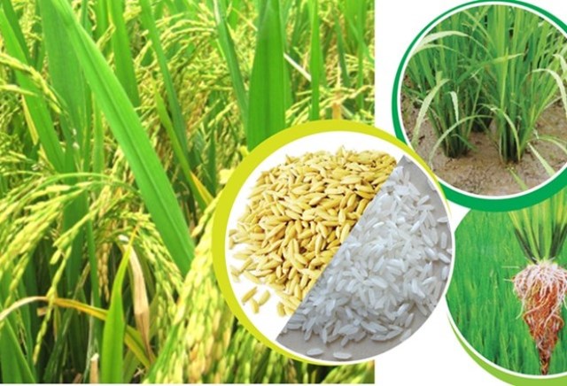 Lúa gạo đi vào chất lượng