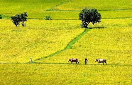 Quốc hội cho phép miễn thuế sử dụng đất nông nghiệp 4 năm