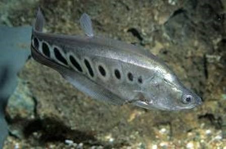 Cá thác lác tăng giá trở lại