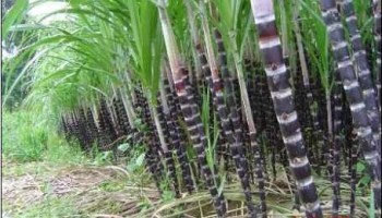 Giá thu mua mía đầu vụ cao hơn vụ trước 