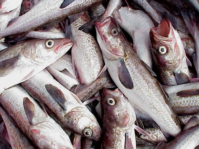 Nga dự kiến tăng xuất khẩu cá minh thái sang Hàn Quốc