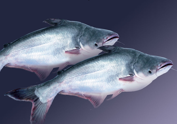 Sản lượng cá thịt trắng toàn cầu dự kiến đạt 12 triệu tấn năm 2020