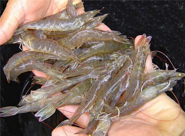 Trung Quốc: Sản lượng tôm chân trắng giảm