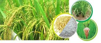 Lào đặt mục tiêu xuất khẩu 400.000 tấn gạo trong năm 2017