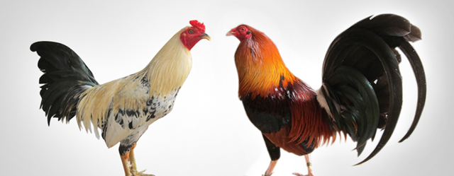 Nỗi lo của các trang trại gà trước dịch cúm gia cầm ở Trung Quốc 