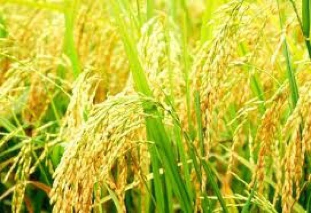 Giá lúa ĐBSCL tăng, nông dân 'dễ thở' 