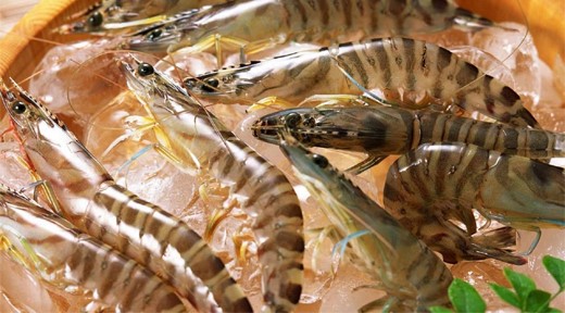 ĐBSCL: Giá tôm cao, nông dân phấn khởi