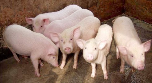 Gia hạn nợ cho khách hàng vay vốn chăn nuôi lợn